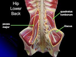 This lower back workout contains 4 low back exercises that you can do at home to prevent lower back pain and injury. Hip Lower Limb Muscles Ppt Video Online Download