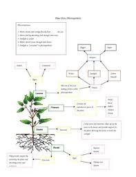 This Concept Map Is A Great Visual Of The Plant Parts And Photosynthesis Concept Map Concept Map
