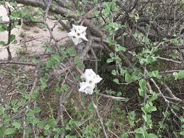 Image result for Rhynchosia swynnertonii