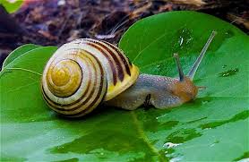 Some are meat eaters who eat marine animals, including small fish, worms, and crustaceans. What Do Snails Eat Science Trends