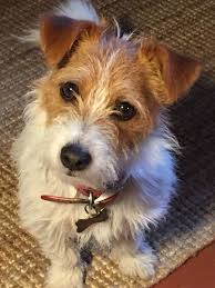 How Was I To Know That The Flapping Thing On The Clothesline Was Your Favourite Nightie Jack Russell Puppies Jack Russell Dogs Jack Russell
