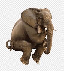 Nah, di bawah ini ada kumpulan gambar yang bisa dipakai lho untuk mewarnai gambar. Gajah Jongkok Jongkok Hewan Gajah Png Pngwing