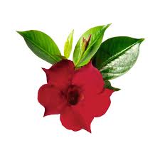 Image result for dipladenie hybrida rio obrázek