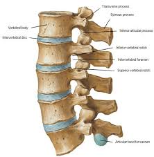 Image result for Lumbar vertebrae