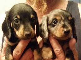 Find your new family member today, and discover the puppyspot difference. Female Mini Dachshund Puppies For Sale In Tulsa Oklahoma Classified Americanlisted Com