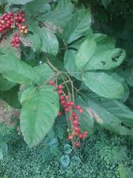 Image result for Allophylus