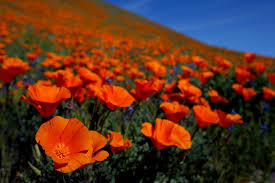 Order wholesale & discount orange flowers by the bunch. 10 Best Flower Festivals In The U S 2020