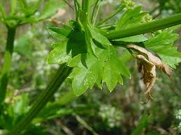 Image result for Apium graveolens