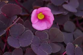 Image result for Oxalis purpurascens