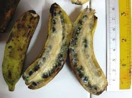 Image result for Musa acuminata