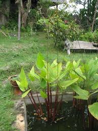 Image result for Thalia geniculata