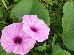 Argyreia Sericea Silky Morning Glory