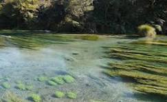 www.maddieleach.net | The Blue Spring / Mata Air Murni