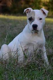 I must correct you when you say pitbull is a breed. Dogo Argentino Mix Pitbull