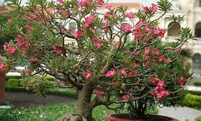 Akar monokotil enggak punya kambium vaskular. Tumbuhan Dikotil Pengertian Ciri Ciri Struktur Jenis Serta Contohnya