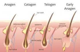 Vitamin e also protects areas of the skin, like the scalp, from. Hair Growth Tips Top Advice To Help Grow Your Hair Back
