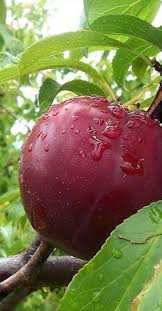 Trixzie 'nectazee' bears delicious yellow fleshed fruit. 120 Temperate Fruits Ideas Fruit Trees Fruit Edible