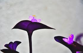 Image result for Commelina purpurea