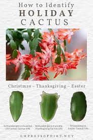 As their common names suggest, a thanksgiving cactus can bloom in late fall, one month. Christmas Cactus Or Thanksgiving How To Id Your Plant