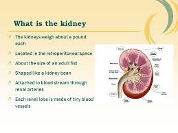 How much is a kidney. What Is The Kidney The Kidneys Weigh About A Pound Each Ppt Download