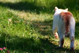 Hallo an alle, habe heute eine sehr traurige nachricht geschickt bekommen: Abschied Von Der Geliebten Katze Einschlafern Beerdigung Einascherung