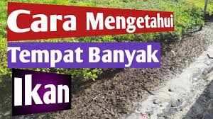 Ternyata, cara budidaya ikan nila itu mudah, lho. Cara Mengetahui Tempat Yang Banyak Ikan Youtube