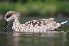 complete a z duck species list