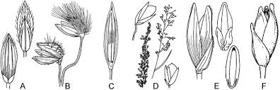 Image result for Sorghastrum fuscescens