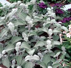 Image result for Plectranthus alboviolaceus