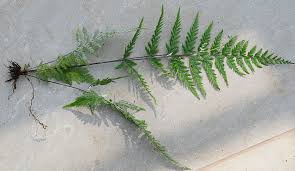 Image result for Pityrogramma