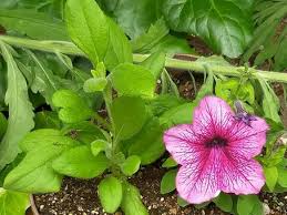 Image result for Petunia axillaris