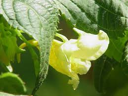 Image result for Impatiens mildbraedii