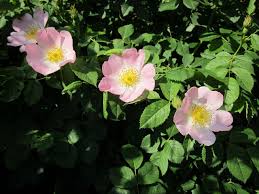 Key properties:• unique clear and vibrant colour• pigments of high quality; Heckenrose Canina Rosa Canina Gunstig Online Kaufen