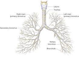 The Bronchial Tree Note How Each Main Bronchus Enters A Lung And Then Branches Into Smaller And Sma Biology Forums Gallery Legkie