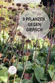Giersch Bekampfen Mit Bildern Unkraut Im Garten Garten Pflanzen Giersch Bekampfen