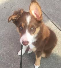 The chocolate border collie may have a lighter brown eye and the. Beautiful Border Collie Baby Red Tri Border Collie Buddy Cute Dogs Animals Border Collie