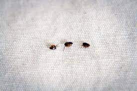 How to get rid of fleas on couch naturally. Pin On Animal Care