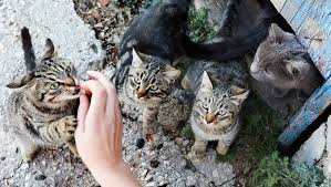 October 16th is national feral cat day, so it's a good time to talk about feral kitties and how we treat them. National Feral Cat Day Should Feral Cats Be Tamed Cattime Feral Cats Funny Animals Cats