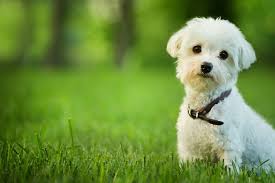 Passt ein malteser zu mir? Sollte Ich Mir Einen Rassehund Oder Einen Mischling Zulegen Den Richtigen Hund Wahlen