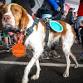Columbia Gorge Marathon event image
