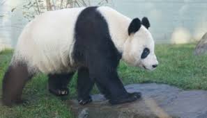 More Tickets For Pandas On Sale Now The Edinburgh Reporter