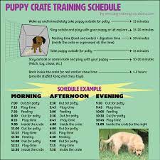 3 reasons to feed your dog on a set schedule. Effective Puppy Crate Training Schedule