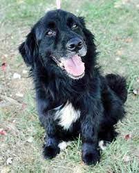 Border Collie And Newfoundland Mix Cute Dogs And Puppies Border Collie Animal Companions