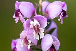 Image result for Muraltia