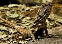Image result for frilled dragon