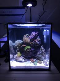 Nano Reef Aquarium Community Learn How To Keep A Small Saltwater Reef Tank Of Your Own Marine Fish Tanks Reef Tank Saltwater Aquarium Fish