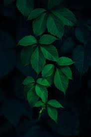 Perfect for blankets and apparel, this light green color will be fun to match with other flannels to create your next project. Green Leaves Background Pictures Download Free Images On Unsplash