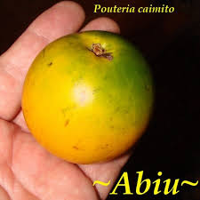 Image result for Pouteria altissima