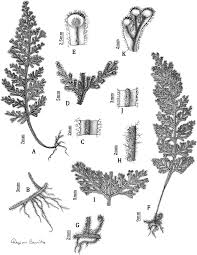Image result for Hymenophyllum hirsutum
