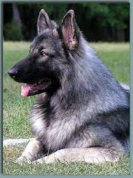 Pin By Bhaiyya Ji On Dog Life Shiloh Shepherd Dog Shiloh Shepherd German Shepherd Dogs